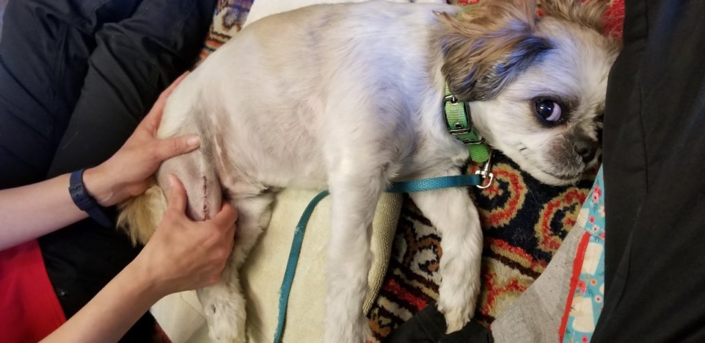 Shih Tzu getting rehab after PatLux surgery