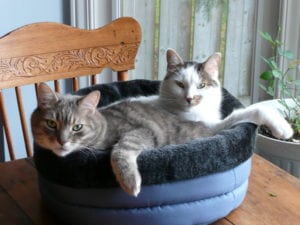 cats snuggling