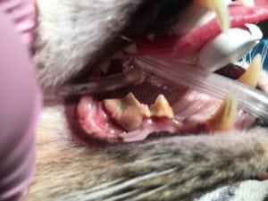 cat with dental disease