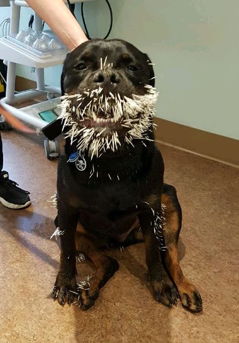 Dogs face covered with porcupine quills