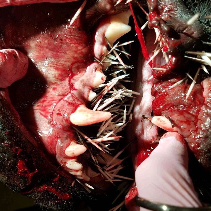 Dogs mouth filled with porcupine quills