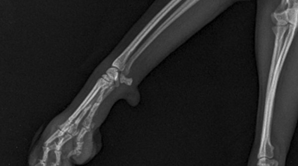 X-ray of a dog’s hind leg and ankle