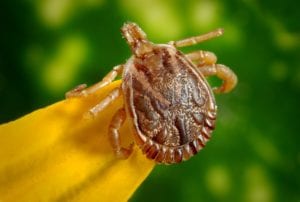 tick on leaf