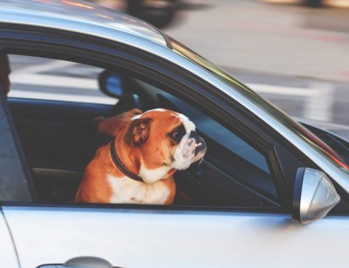 Does my dog really need to take these medications?