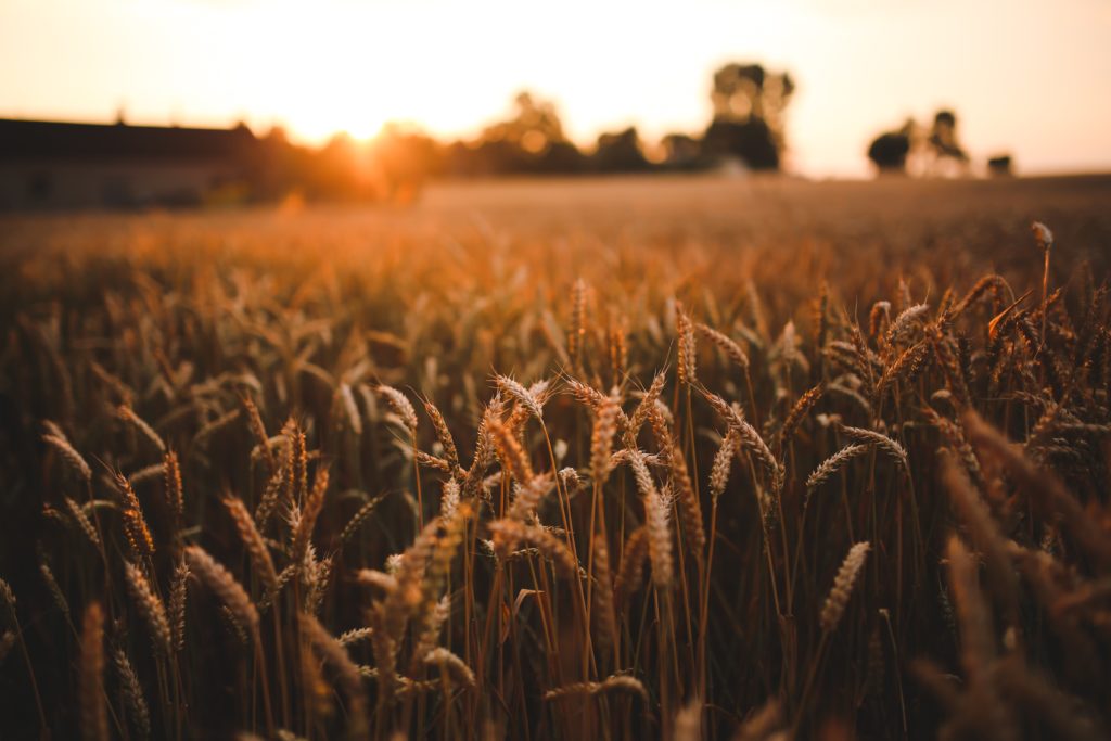 Grains