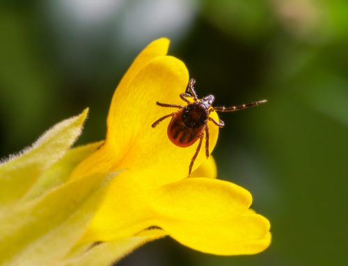 How do I remove a tick from my dog?