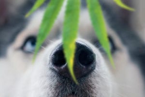 dog sniffing pot leaf