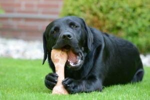 dog chewing a bone